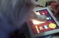 Gatto gioca a Fruit Ninja su iPad. Il video