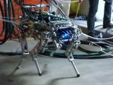 HyQ robot