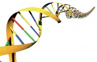 Un grammo di DNA può memorizzare 700 terabyte di dati