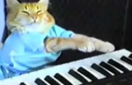 La vera storia del gatto che suona la tastiera (VIDEO)